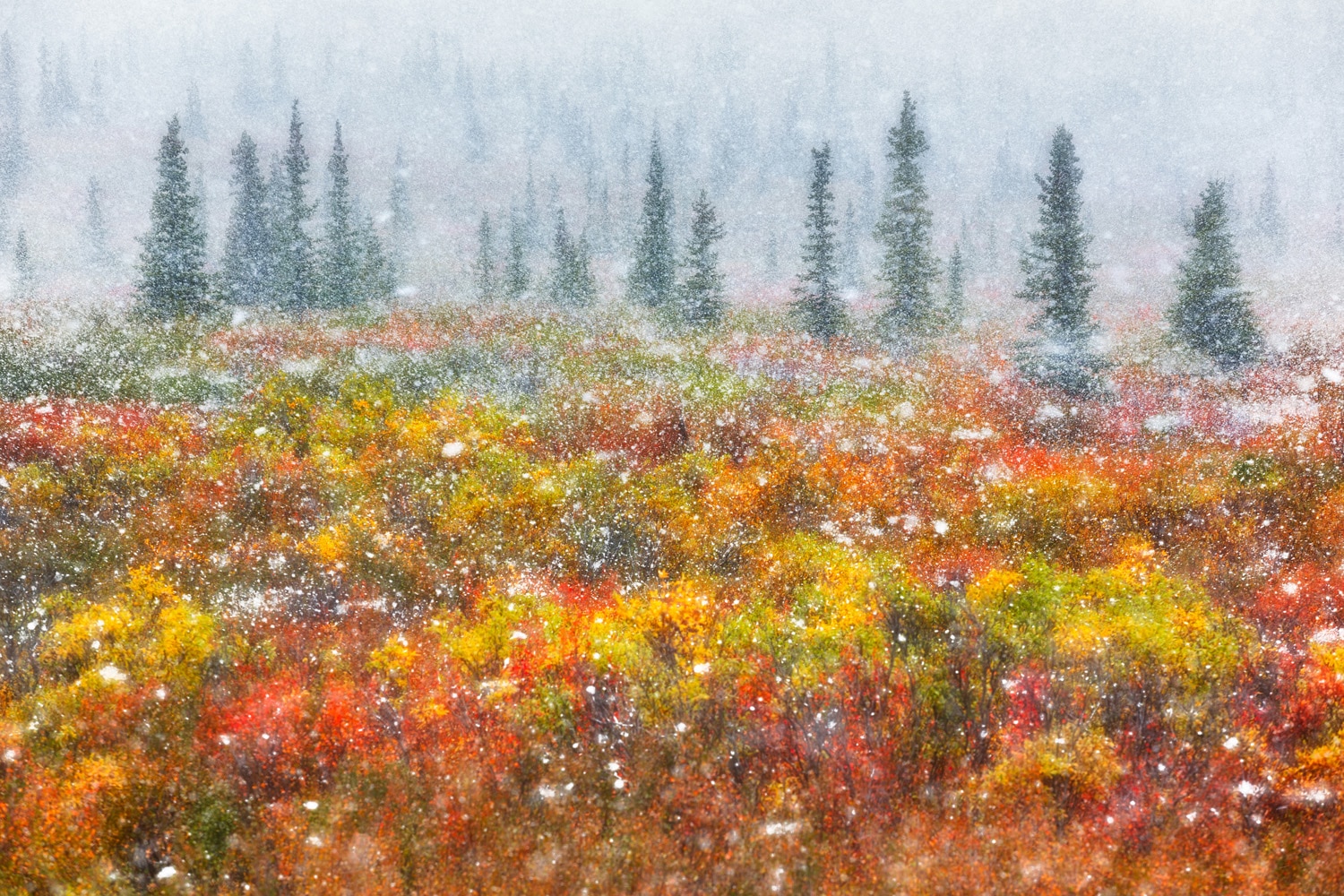 Denali National Park, Alaska