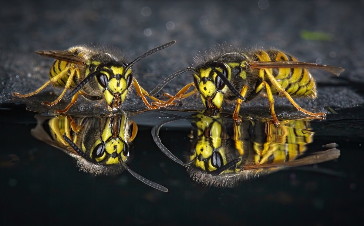 Pair of German Wasps