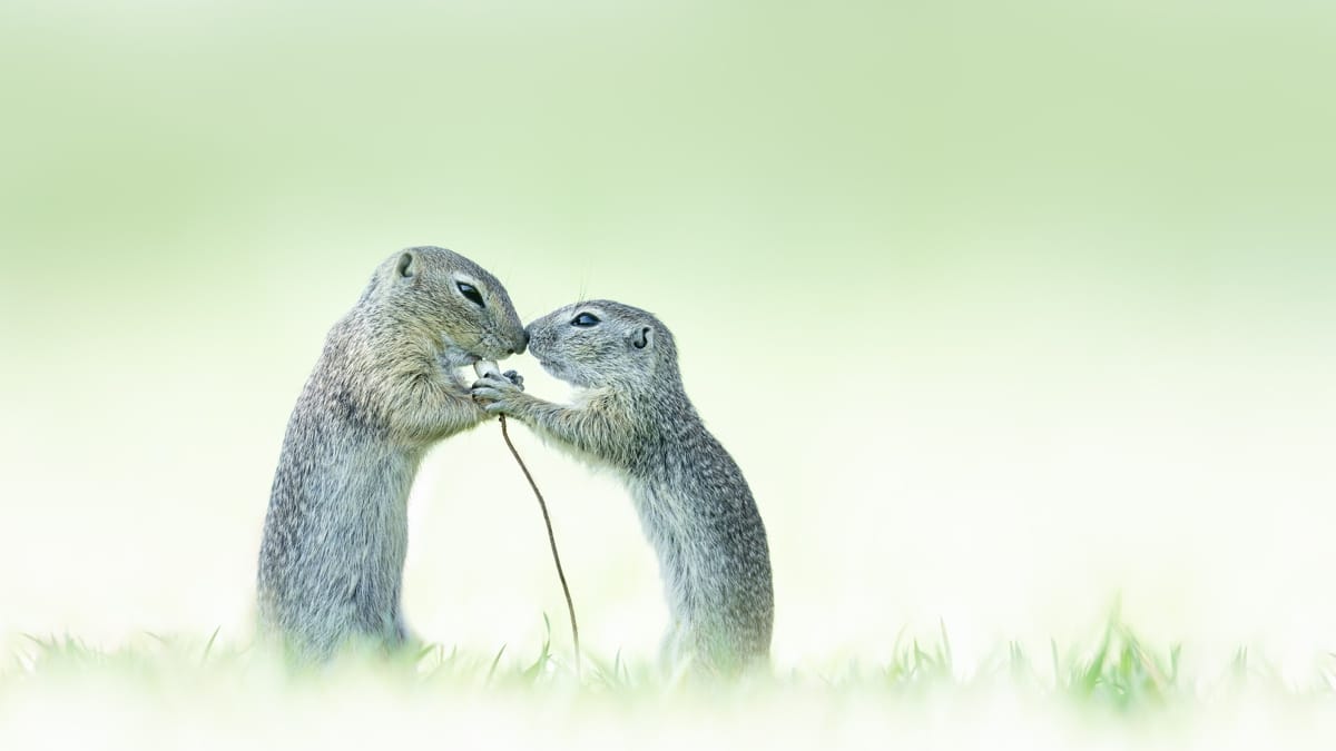 Squirrels Nuzzling Each Other