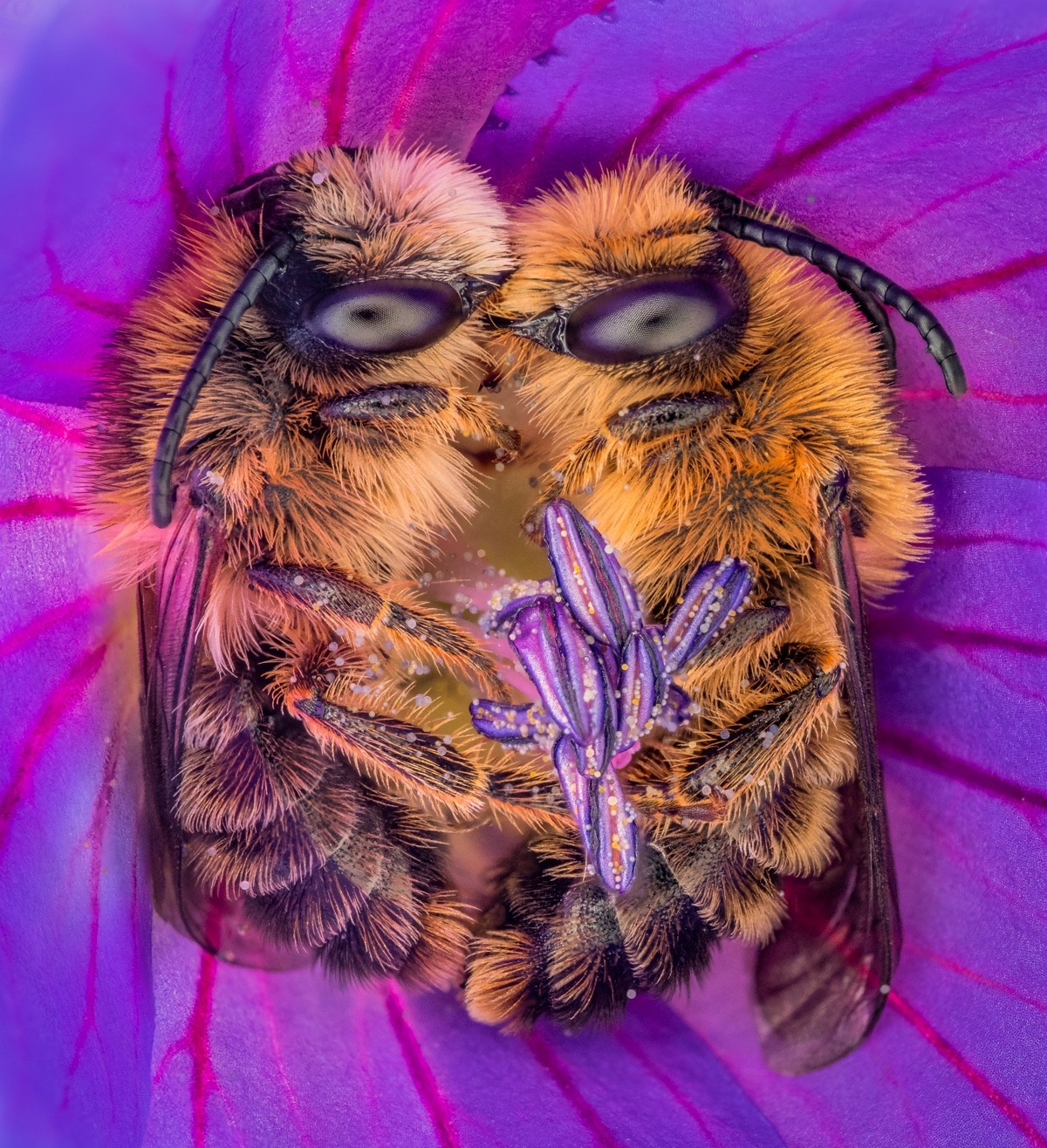 Bees Sleeping Together in a Flower