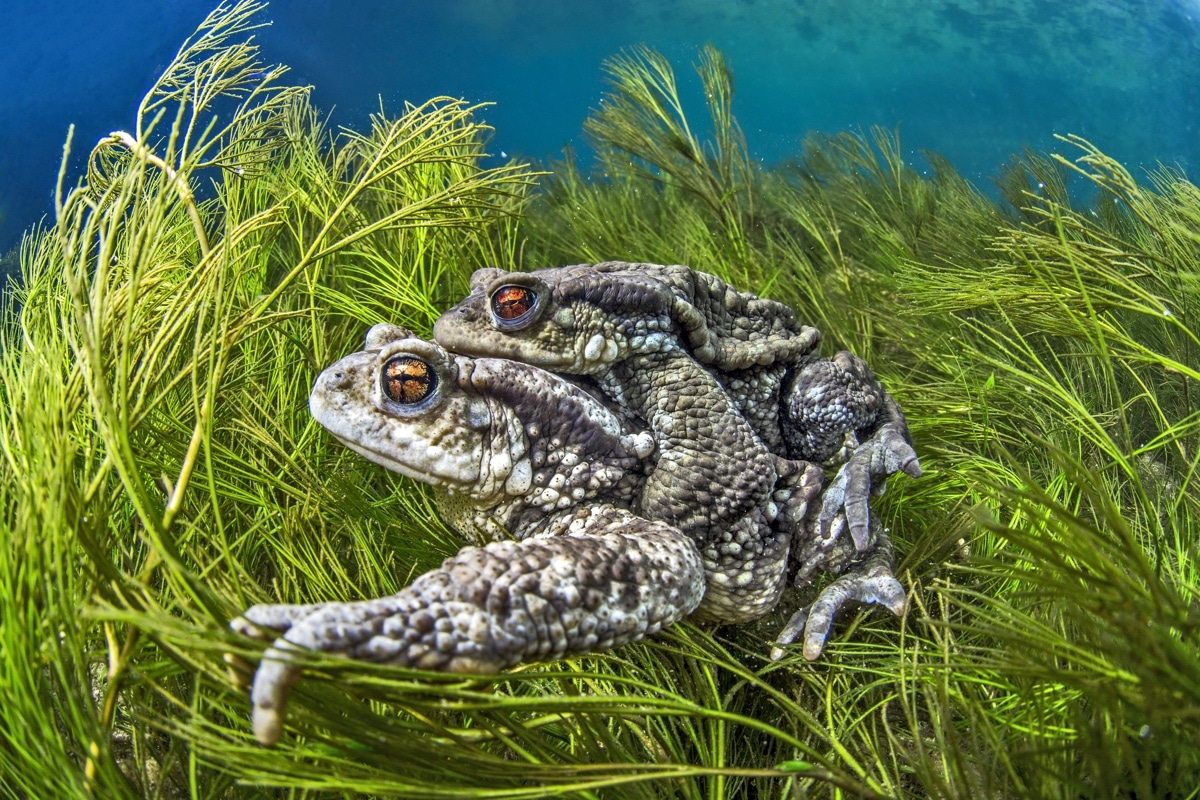 Two Common Toads Mating