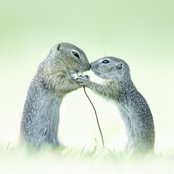 Loved Up Squirrels Win the 2021 Close-up Photographer of the Year Challenge