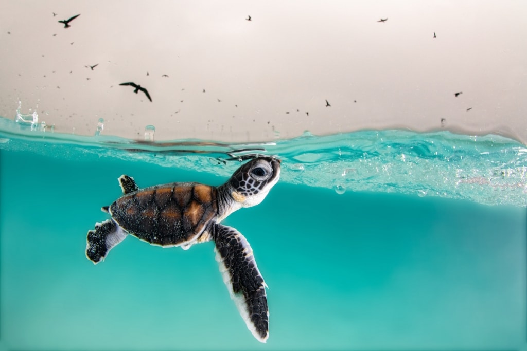 Incredible Shark Photo Wins 2022 Underwater Photographer of the Year