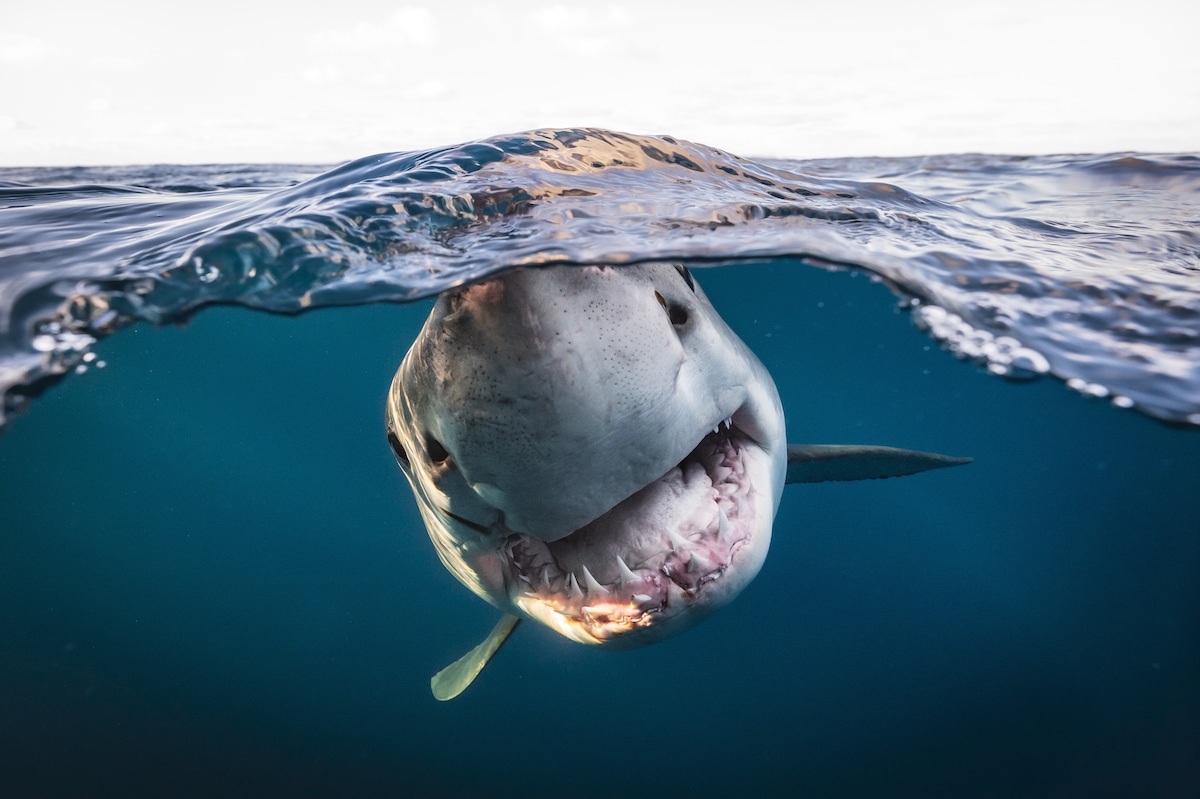 Over Under Portrait of a Great White Shark