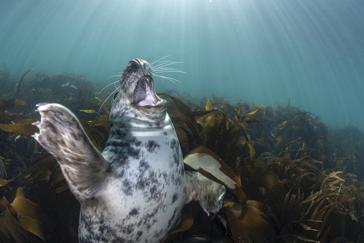 Grey Seal Pup Yawning