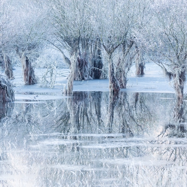 Quiet Moment of Reflection Wins Wildlife Photographer of the Year People's Choice