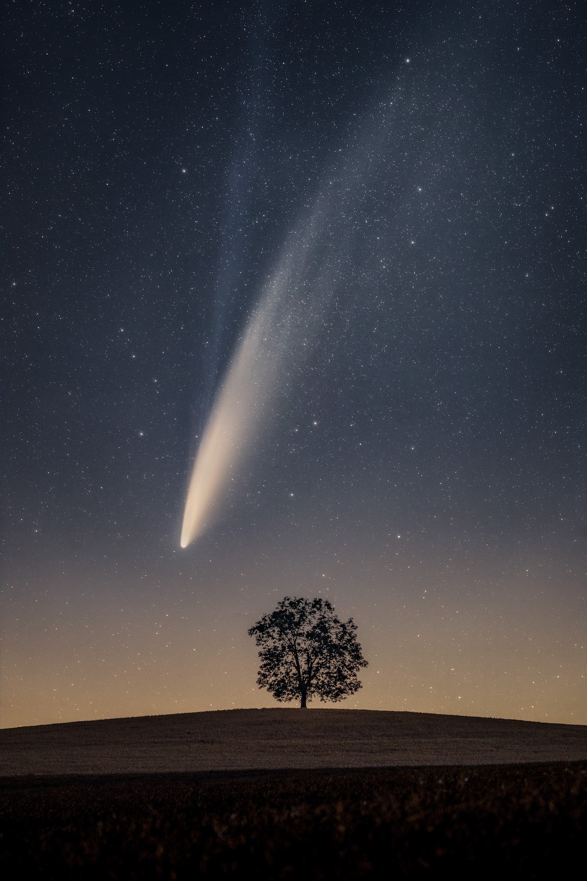 Neowise Comet Falling Over a Tree
