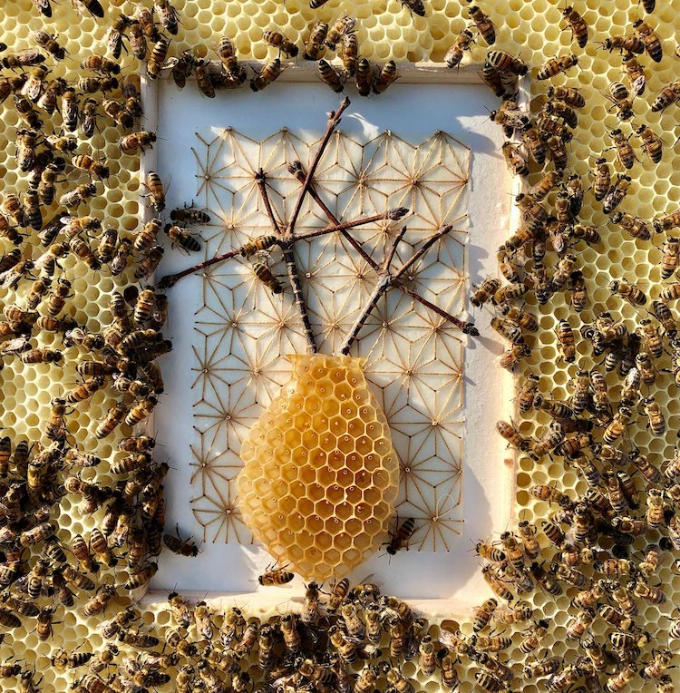 "Honeybee Collaboration (in progress)" by Ava Roth
