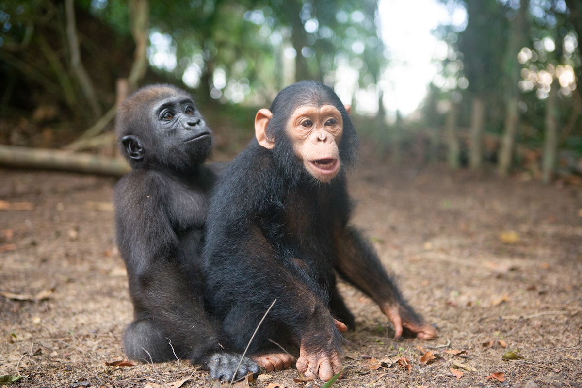 Friendship Between Baby Chimp and Gorilla by Michael Poliza