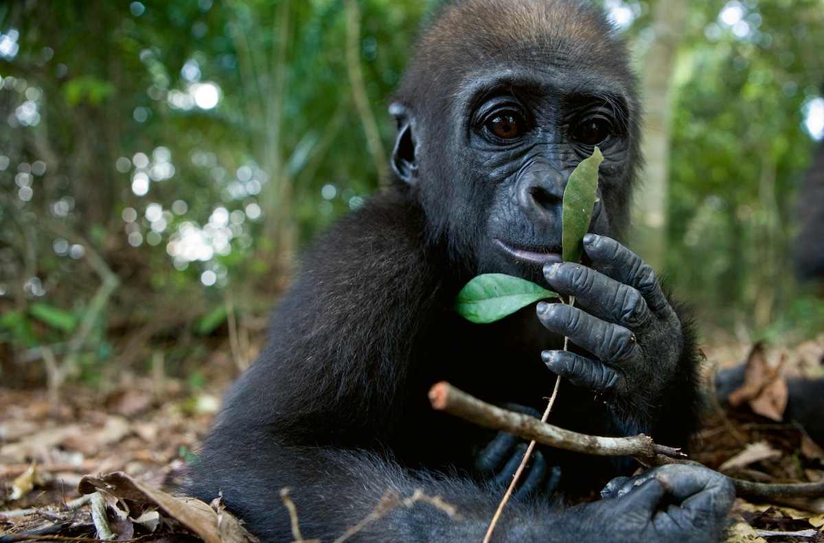 Un'adorabile amicizia tra due orfani nelle foto di Michael Poliza