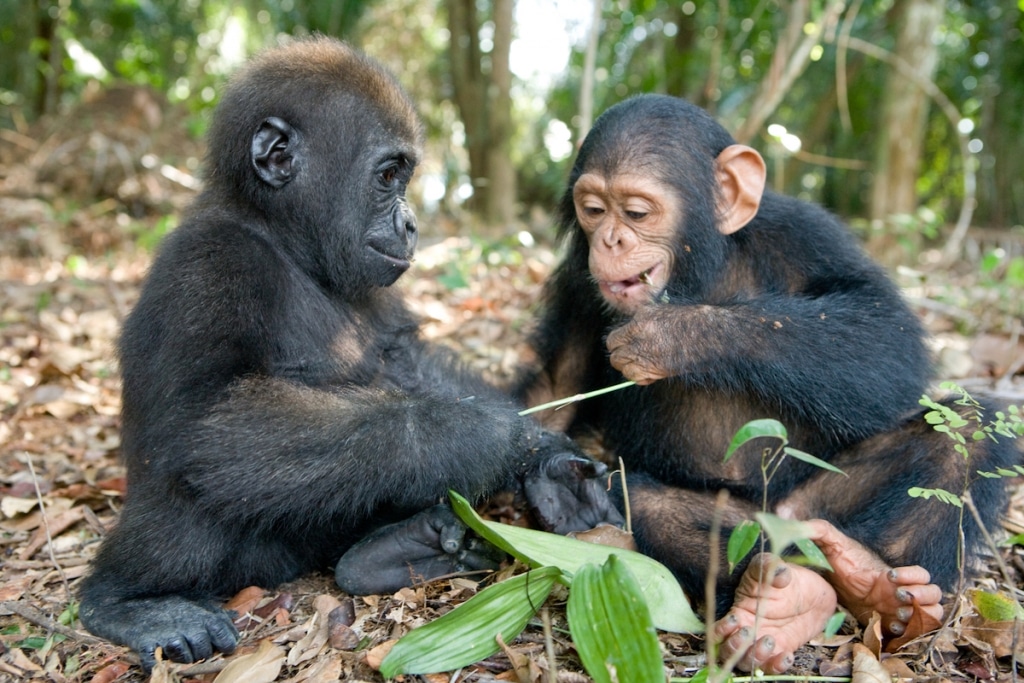 Orphaned Baby Gorilla and Chimpanzee Form an Adorable Friendship