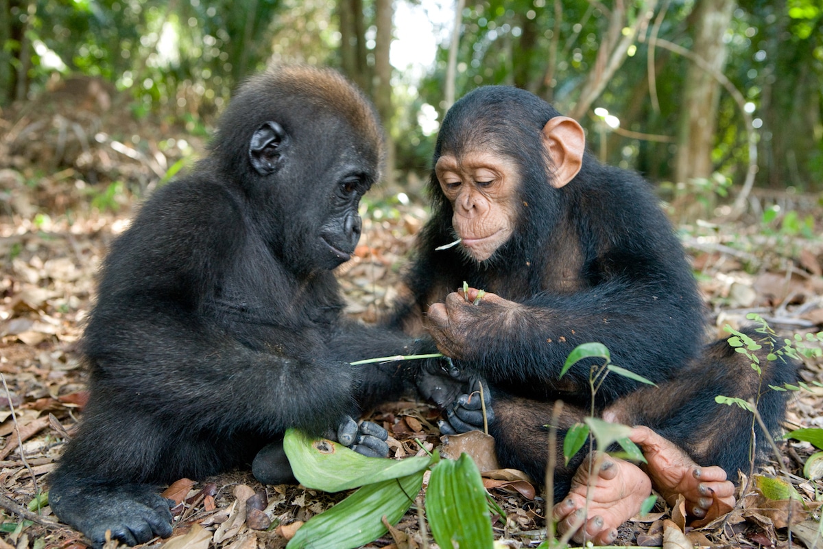 Friendship Between Orphaned Chimp and Gorilla