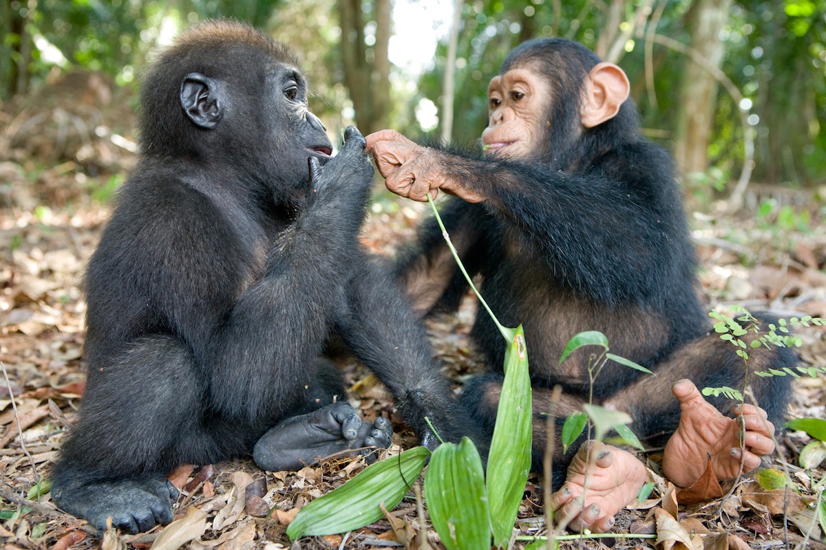 Un'adorabile amicizia tra due orfani nelle foto di Michael Poliza