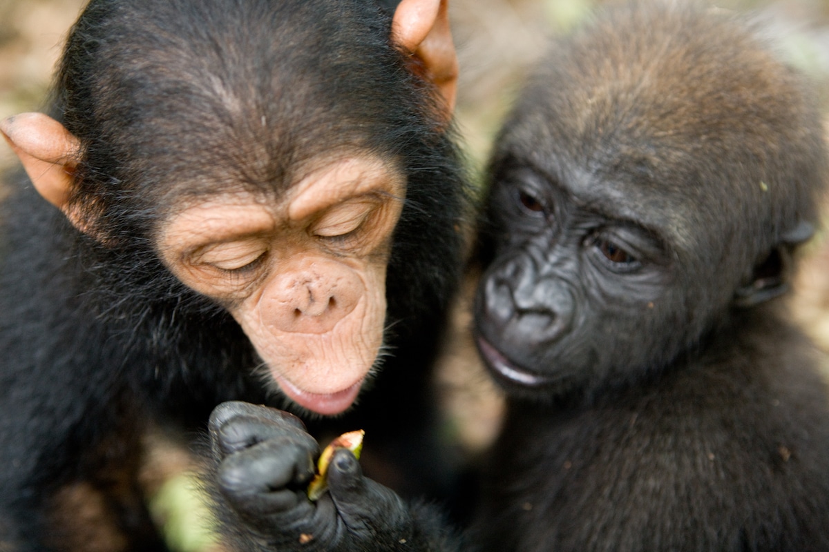 Orphaned Baby Gorilla and Chimpanzee Form an Adorable Friendship