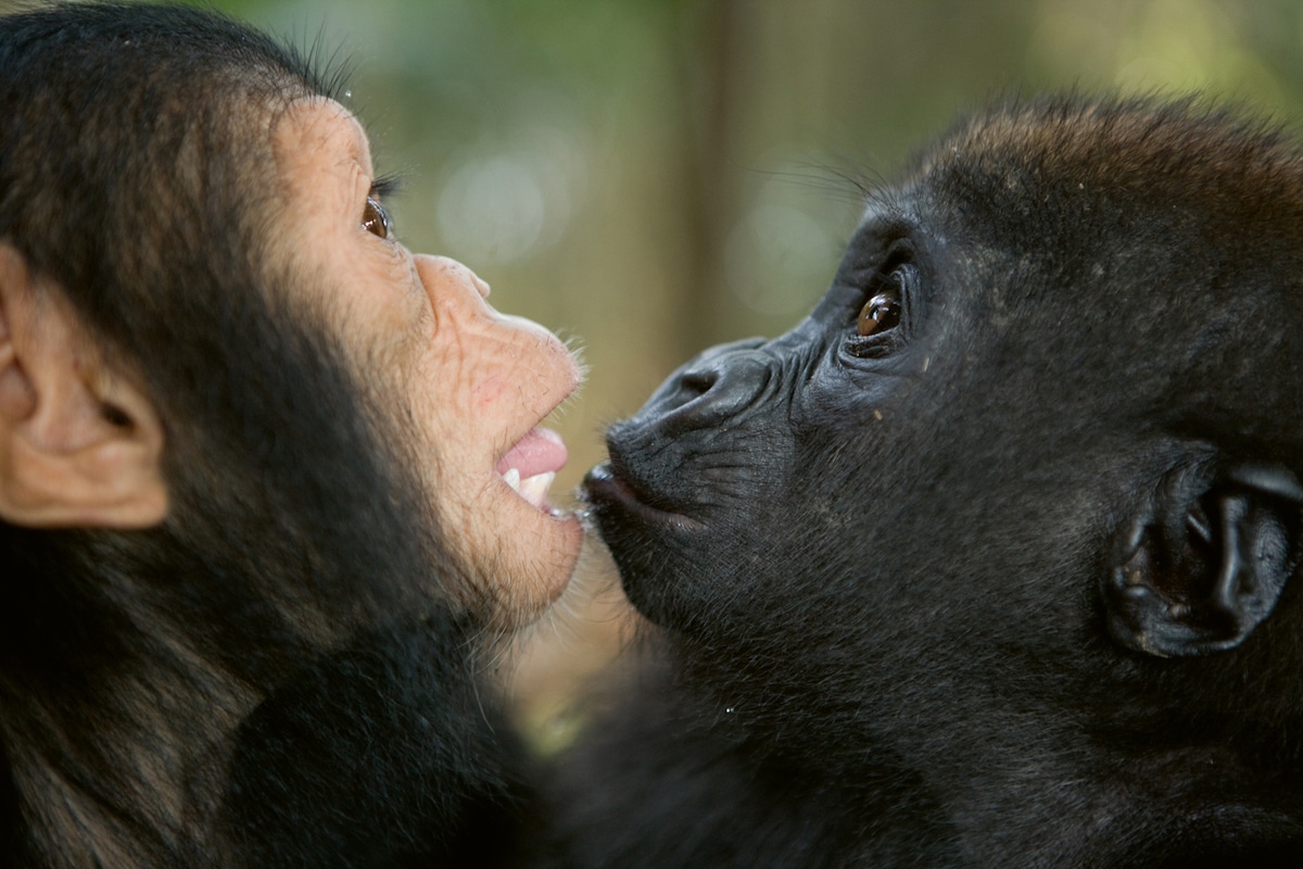 Orphaned Baby Gorilla and Chimpanzee Form an Adorable Friendship