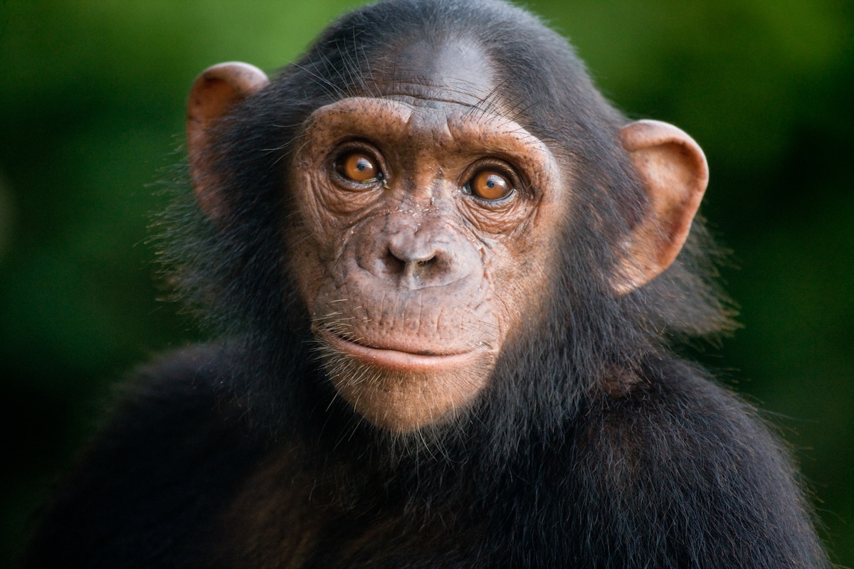 Un'adorabile amicizia tra due orfani nelle foto di Michael Poliza