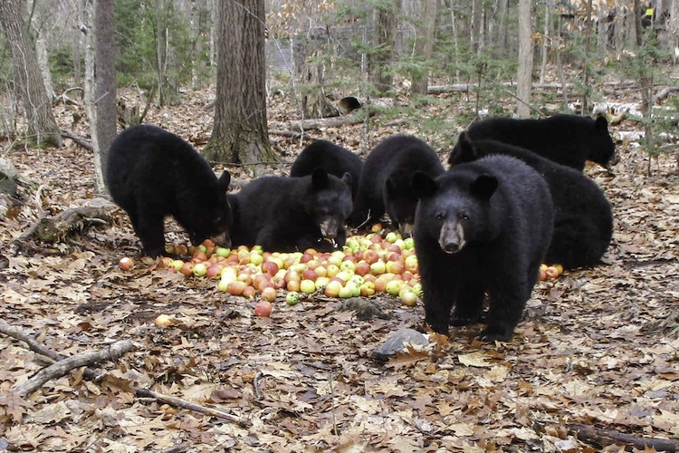Black Bear Cubs Make Purring “Sound of Contentment” While Eating a Pile of Apples