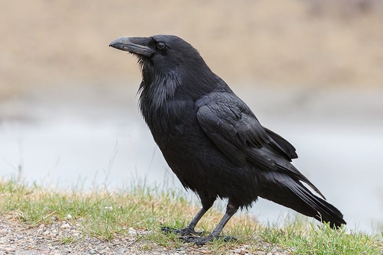 Swedish Company Uses Clever Crows to Tidy Up Litter Around the City