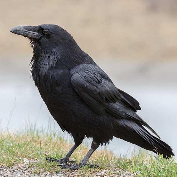 Sweden Is Using Clever Crows To Clean Up Litter Around the City