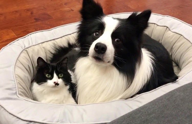 Cute Matching Cat and Dog Are Best Friends