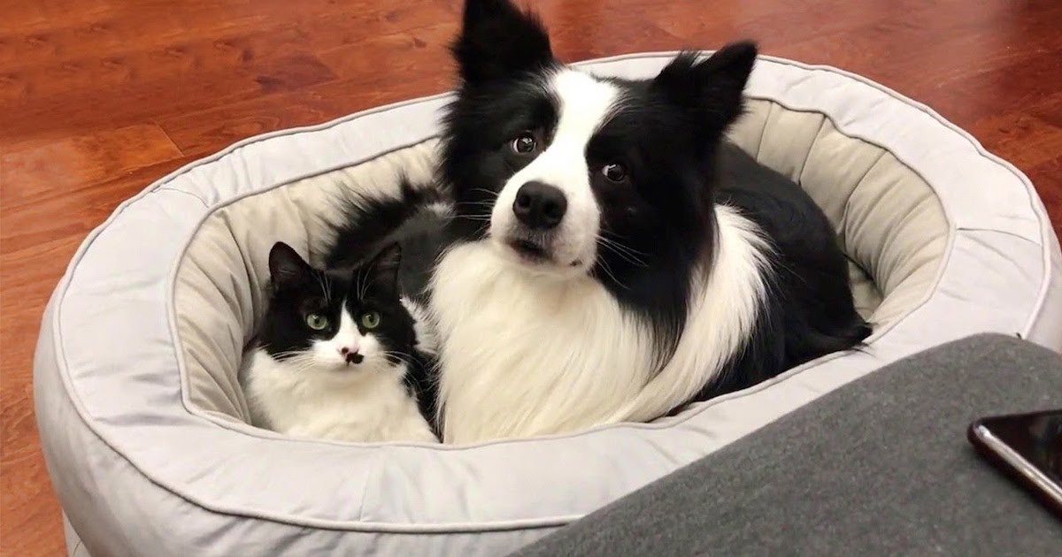 This Adorable Cat And Dog Are Best Friends And They'Re Practically Twins