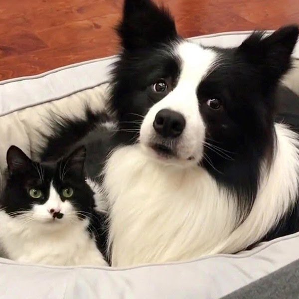 Matching Cat and Dog Are Inseparable Best Friends Who Do Everything Together