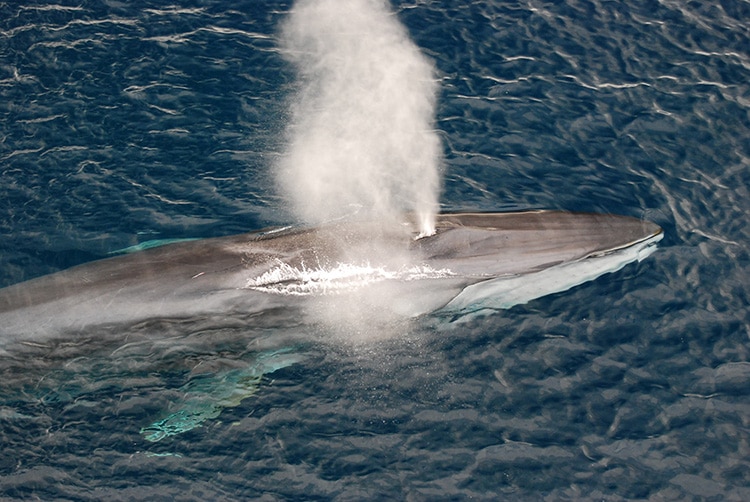 Iceland Will Ban Whale Hunting by 2024 Citing a Lack of Demand