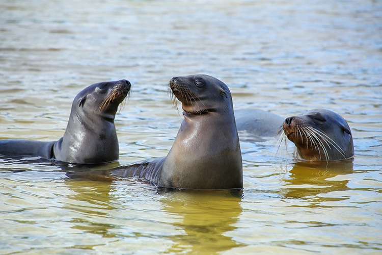 Ecuador Expands the Galápagos Marine Reserve by More Than 23,000 Square Miles