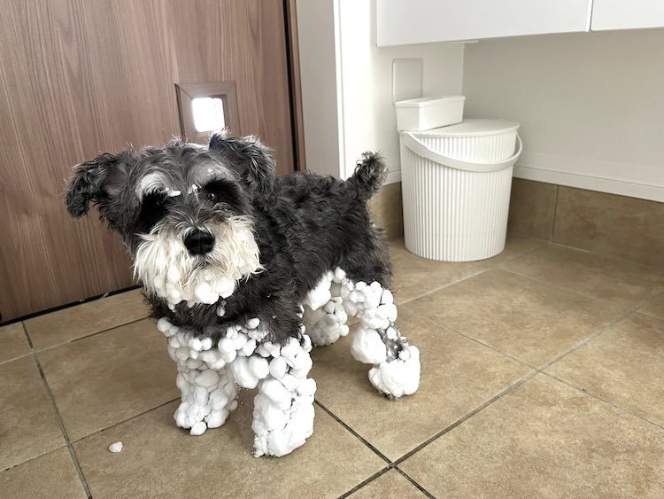 Hokaido šuo, žaidžiantis sniege, atrodo kaip bjaurusis sniego senis