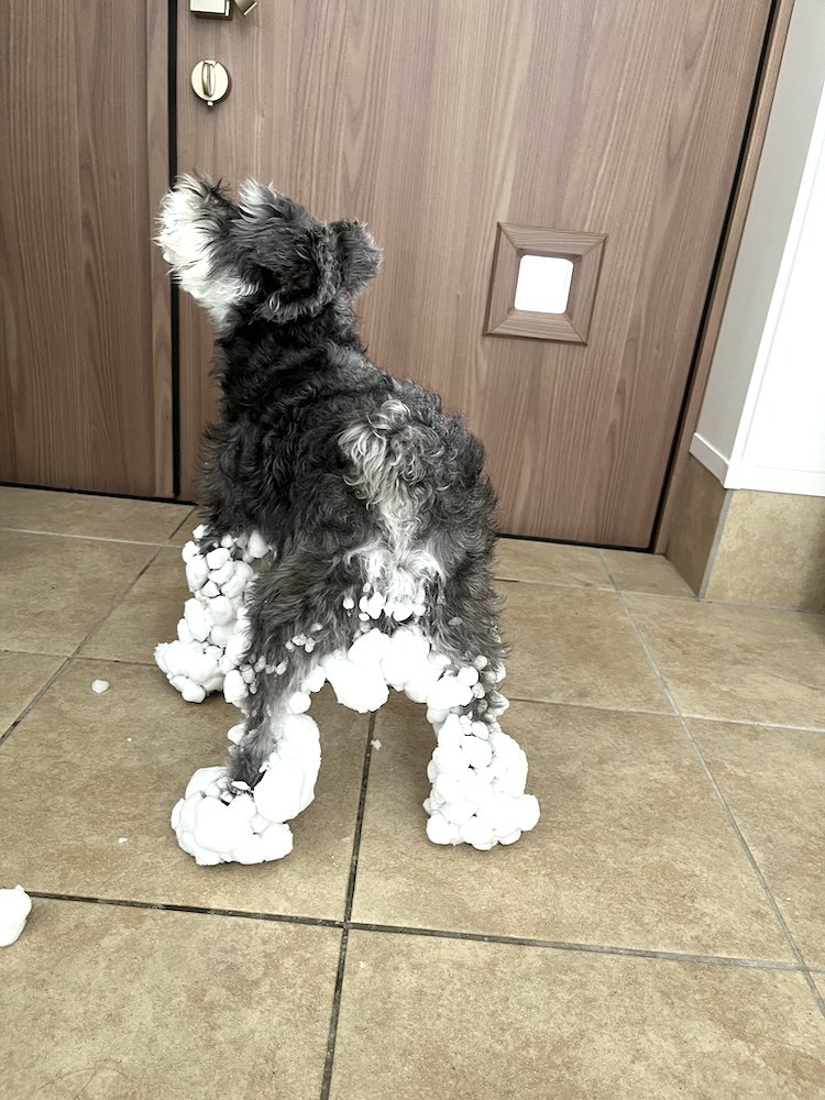 Hokaido šuo, žaidžiantis sniege, atrodo kaip bjaurusis sniego senis