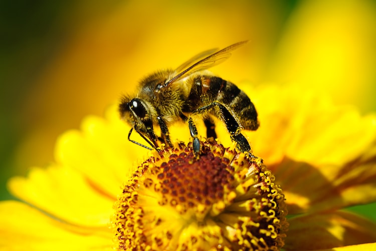 Aprende a dibujar una abeja realista en 14 simples pasos