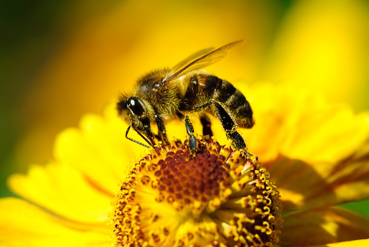 abeja polinizando una flor