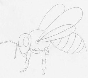 Learn How to Draw a Bee in 14 Steps