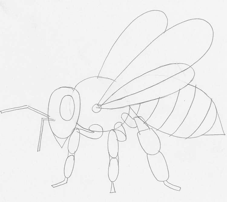 How to Draw A Bee – A Step by Step Guide | Bee drawing, Art drawings for  kids, Easy doodles drawings