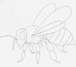 Learn How to Draw a Bee in 14 Steps