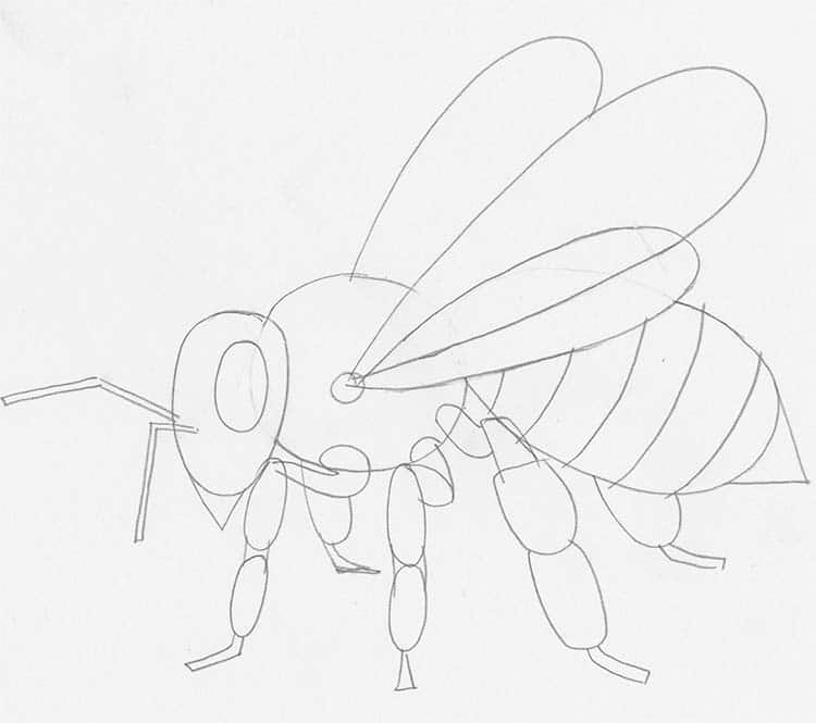 How to Draw a Bee