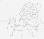 Learn How To Draw A Bee In 14 Steps