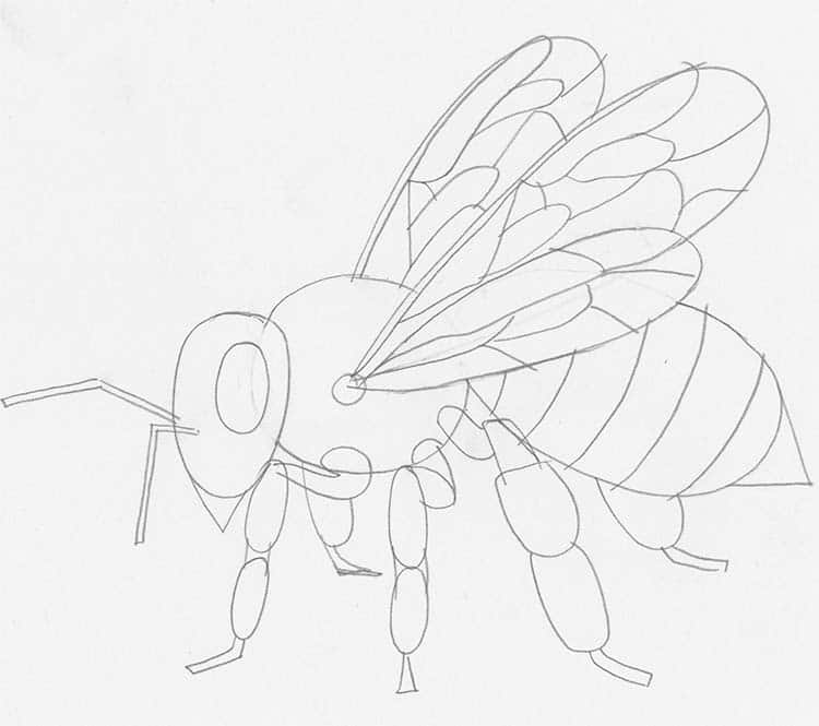 Learn How to Draw a Bee in 14 Steps