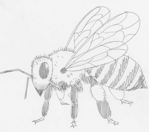 Learn How to Draw a Bee in 14 Steps