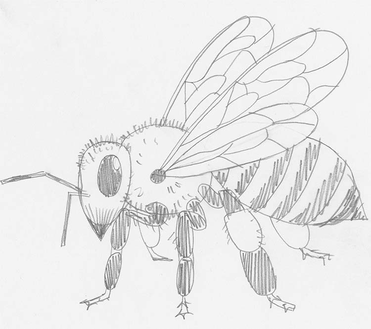 Learn How to Draw a Bee in 14 Steps