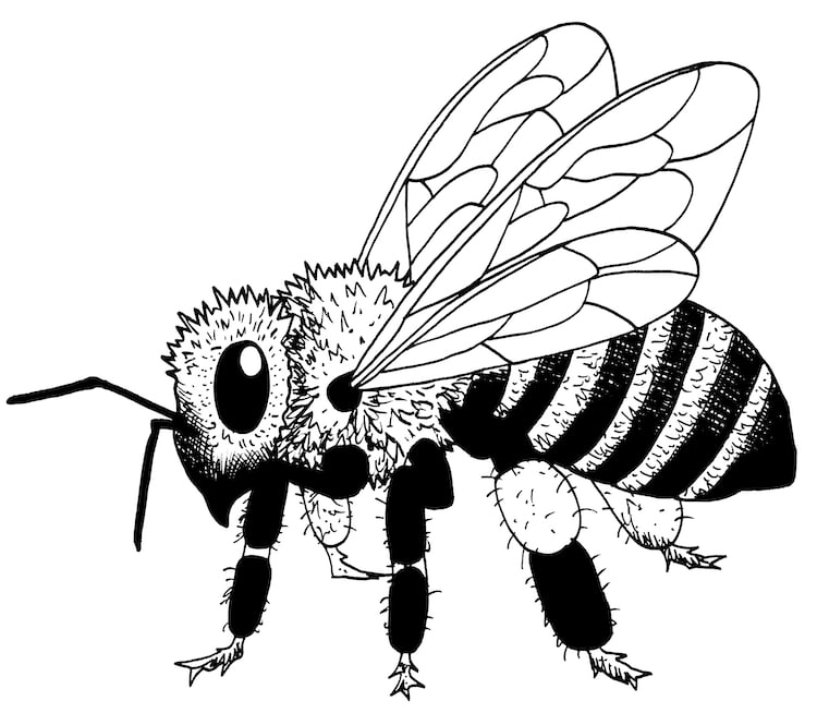 How to Draw a Bee