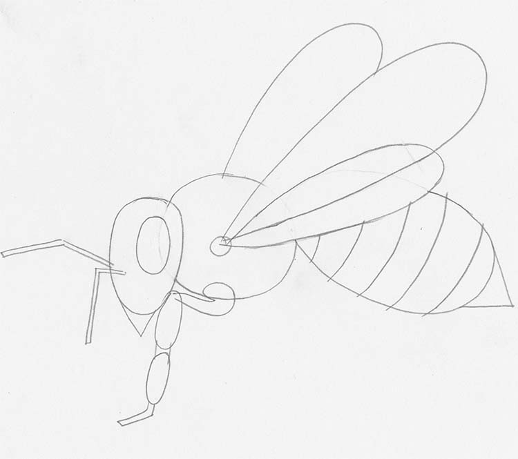 FileHoney Bee Line Drawingjpg  Wikimedia Commons