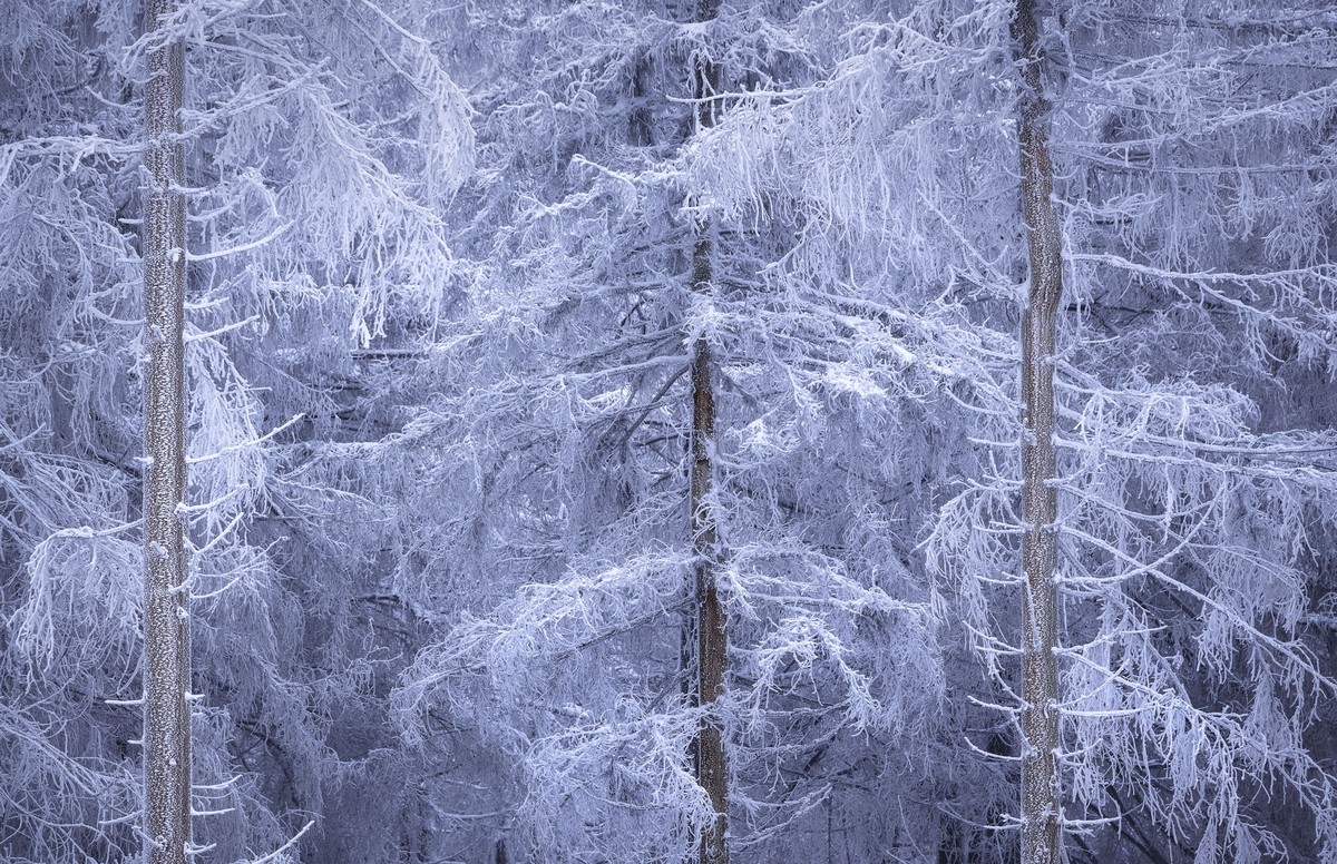 Trees Covered by Ice