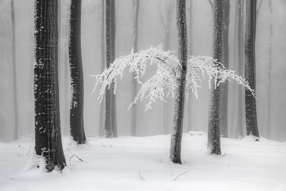 Ice on Tree Branch in German Forest