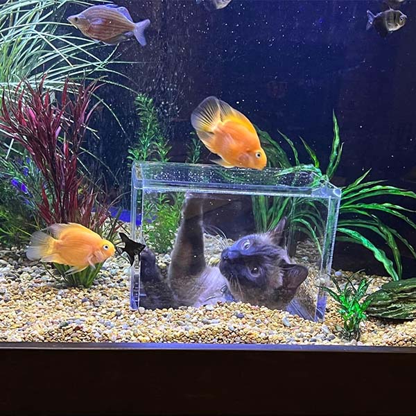 Custom-Made Aquarium Gives Cat Front-Row Seat to Watching Fish