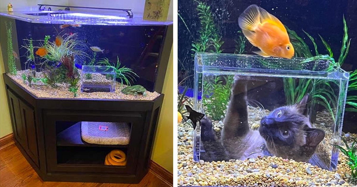 Custom-Made Aquarium Gives Cat First Row Seat to Watching Fish