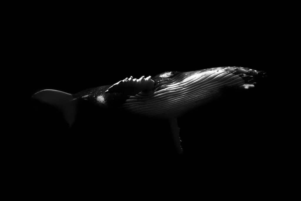 Underwater Photographer Fulfill Dream to Swim with Humpback Whales