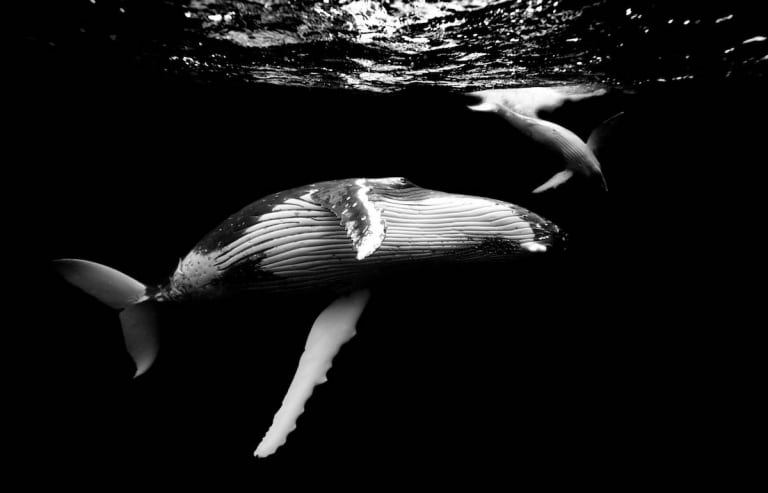 Underwater Photographer Fulfill Dream to Swim with Humpback Whales