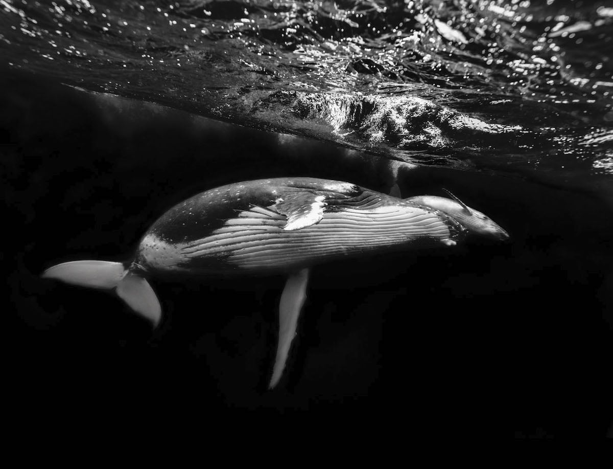 Humpback Whale Photography by Kurt Arrigo
