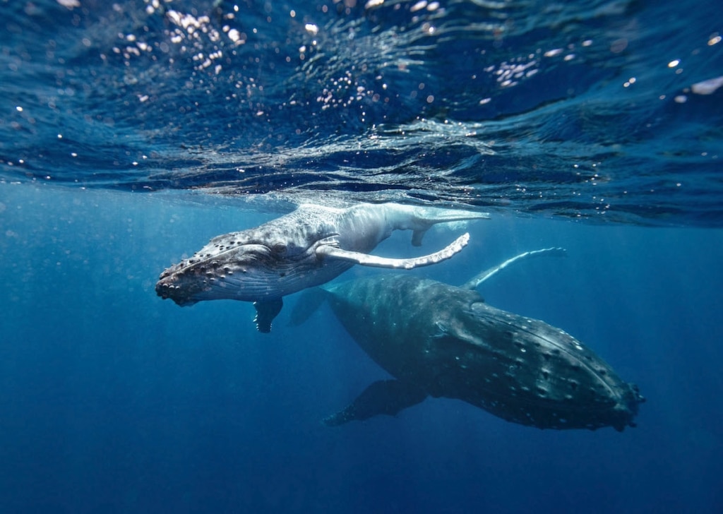 Underwater Photographer Fulfill Dream to Swim with Humpback Whales